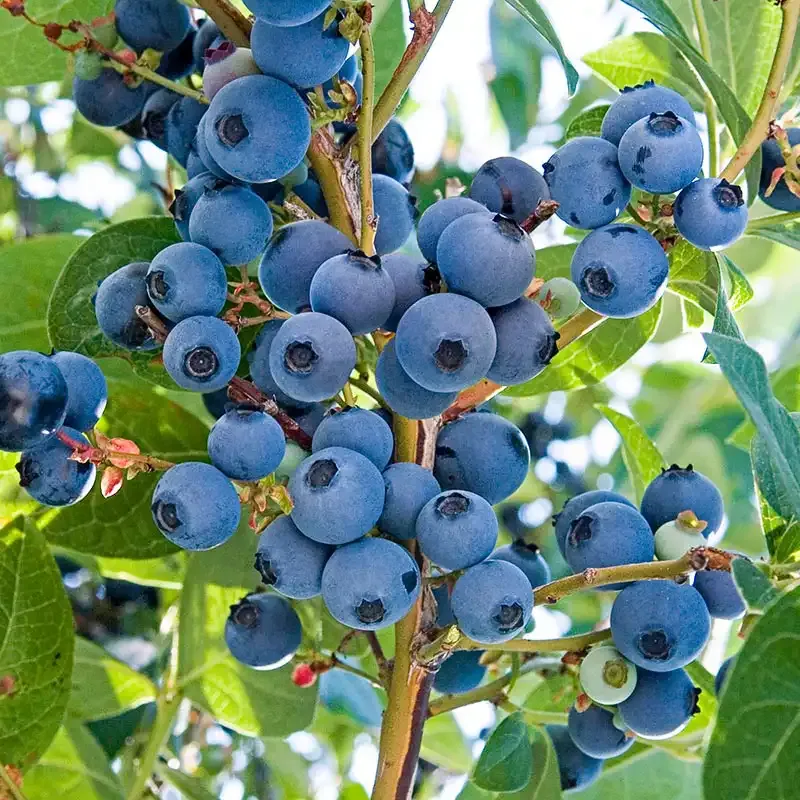 Northern Highbush Blueberry Fruit-Bearing Shrub