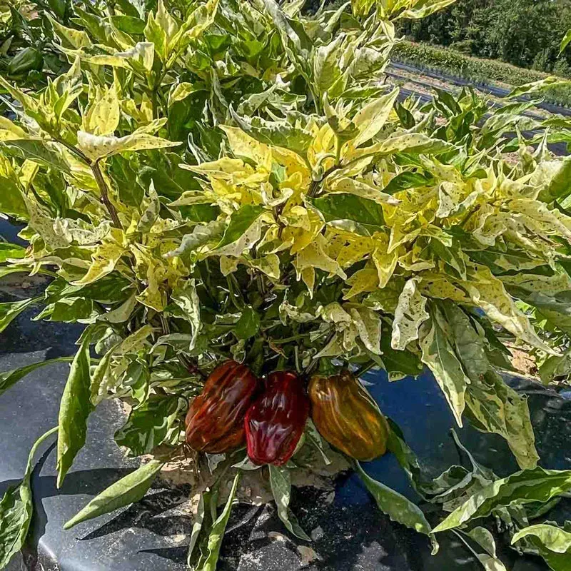 Candy Cane Chocolate Cherry Hybrid Sweet Pepper Seeds 3