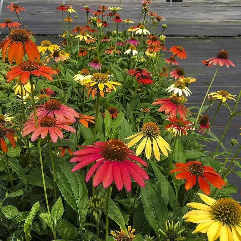 Cheyenne Spirit Coneflower (Echinacea purpurea) Perennial Garden Plant