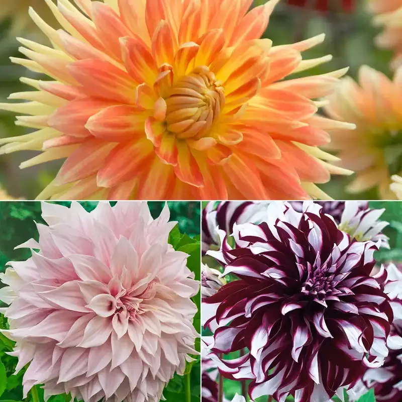 Giant Dinnerplate Dahlia Collection - Large Flowering Garden Tubers