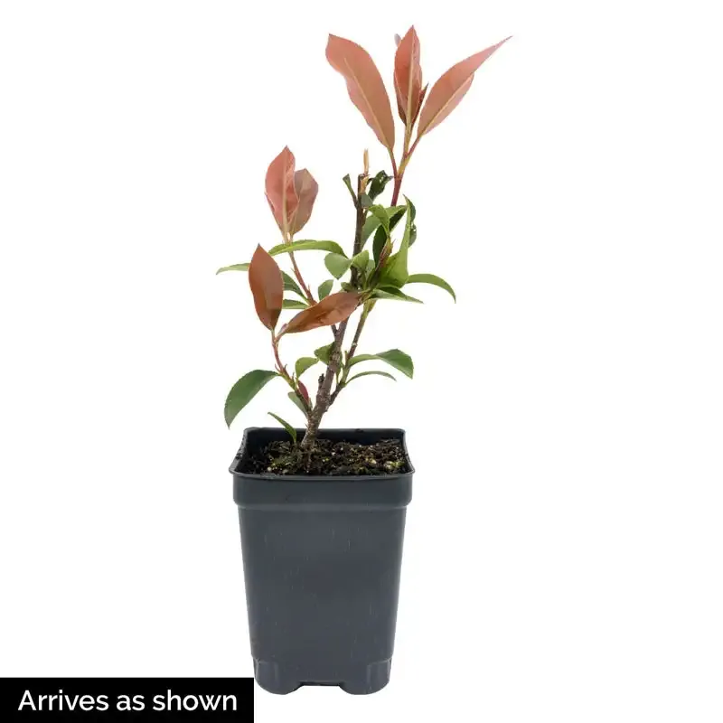 Dynamo Red Photinia Evergreen Ornamental Shrub 1