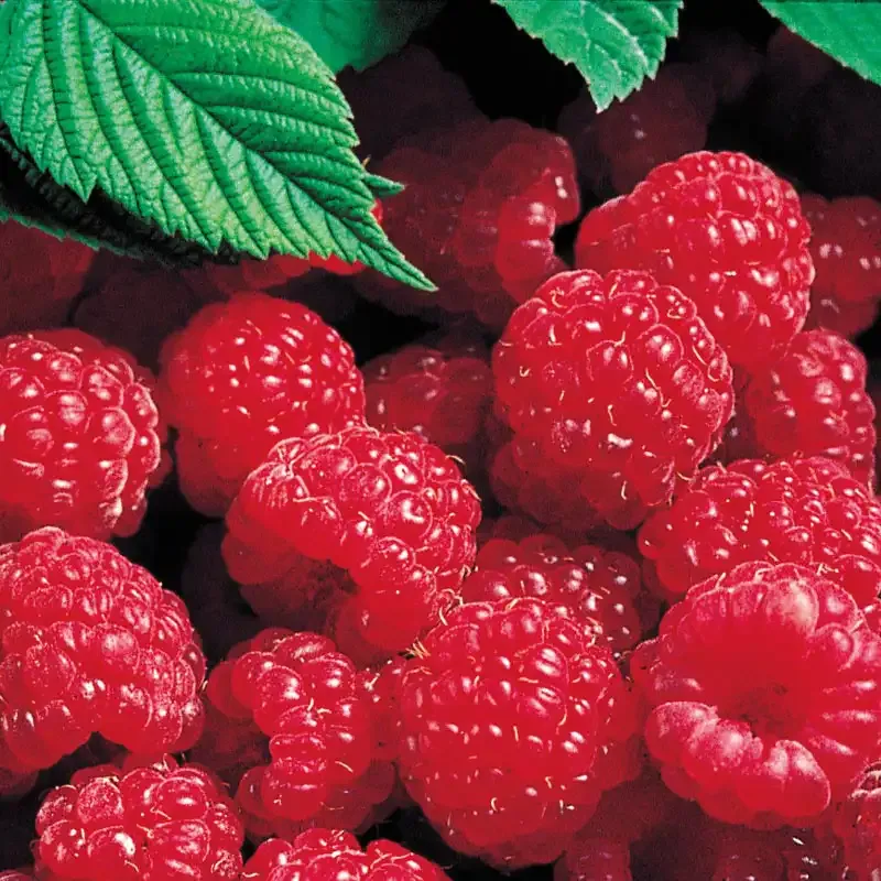 Red Latham Raspberry Plant - Summer-Bearing Fruit Bush