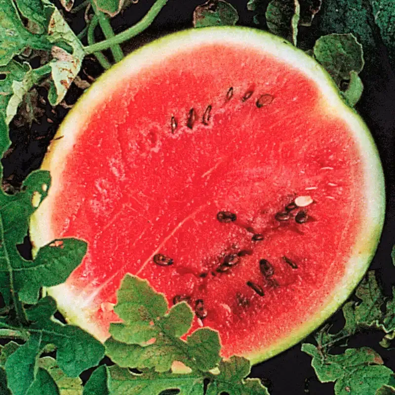 Sugar Baby Watermelon Seeds - Compact Heirloom Variety for Home Gardening