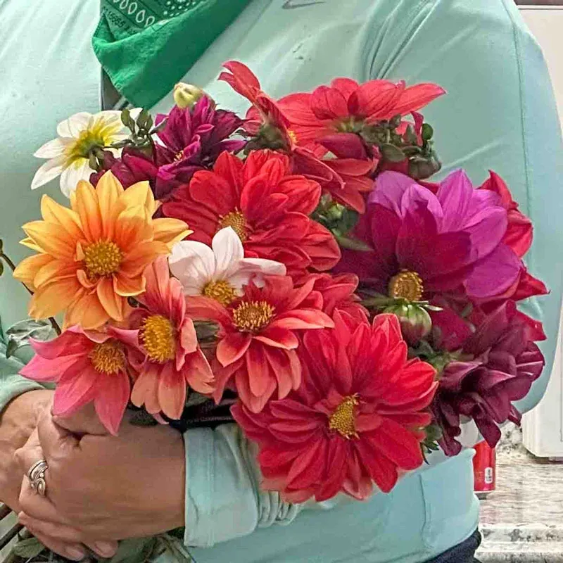 Beeline Dahlia Mix - Assorted Decorative Garden Flower Bulbs 2
