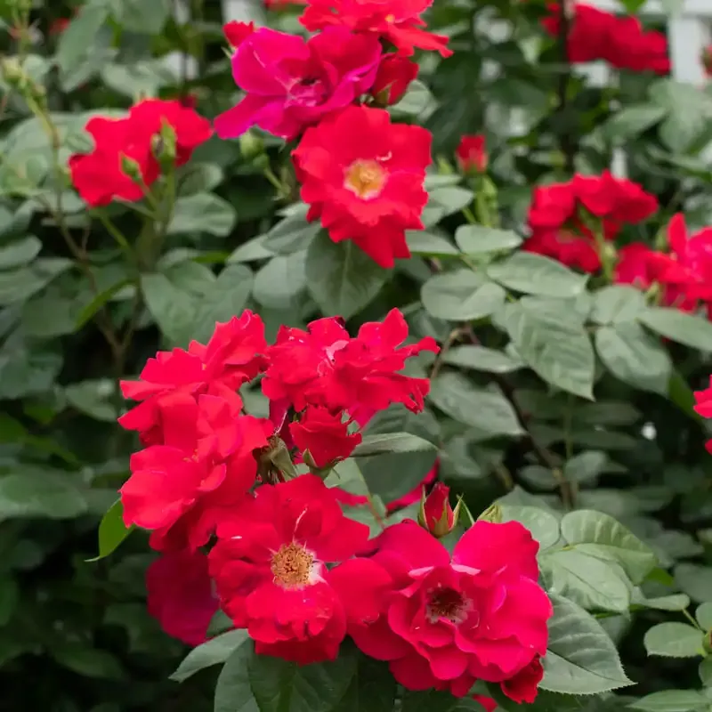 Red Freedom Rose Decorative Floral Arrangement 1