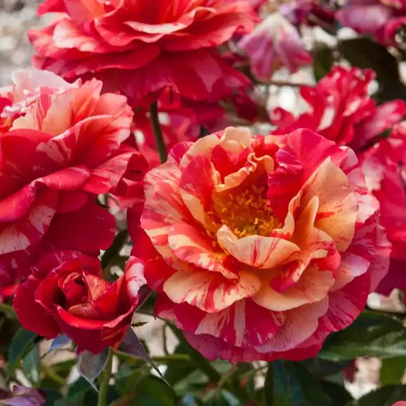 Frida Kahlo Floribunda Rose - Repeat-Blooming Striped Garden Shrub 1