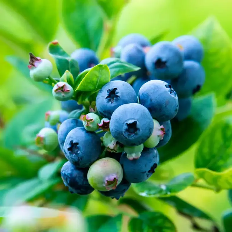 Northern Highbush Blueberry Fruit-Bearing Shrub 3