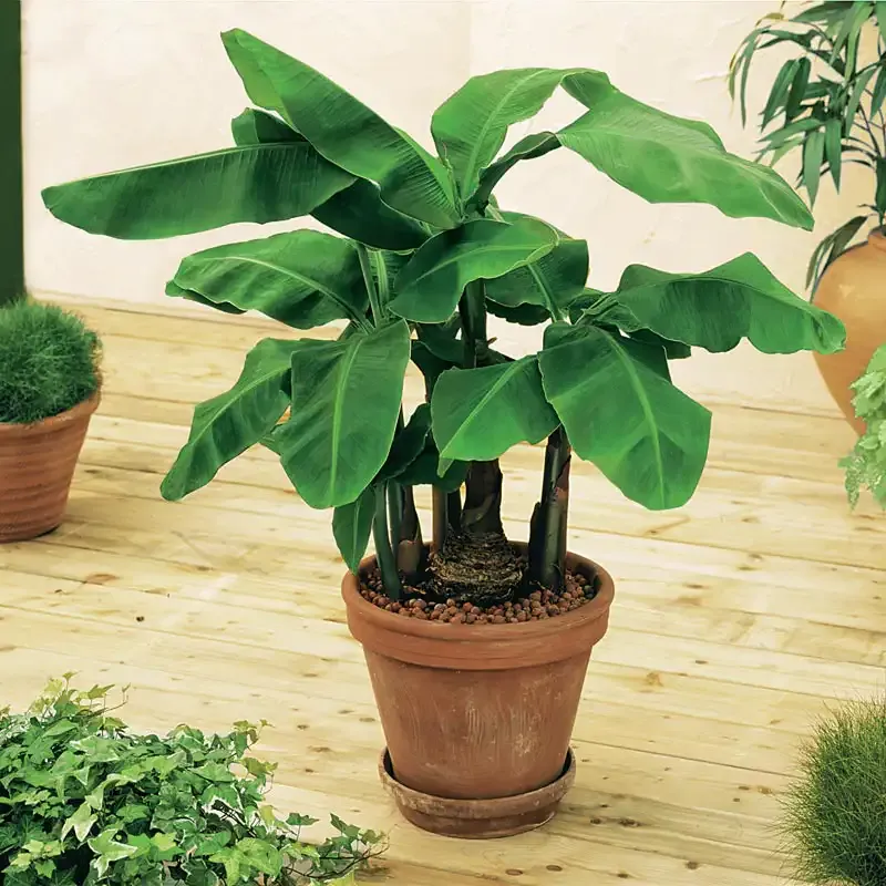 Dwarf Banana Plant - Compact Tropical Indoor Potted Variety