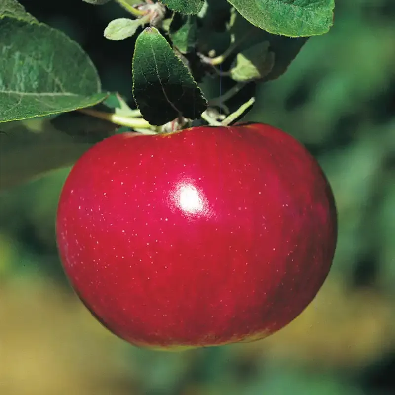McIntosh Apple Tree - Productive Deciduous Fruit Tree for Home Landscapes