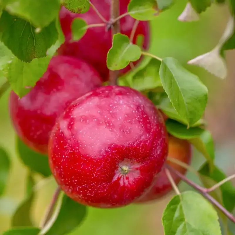 Triumph Apple Tree - Deciduous Fruit-Bearing Tree for Home Gardens 2