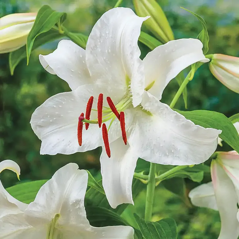 Casablanca Lily Botanical Fragrance Oil for Home Aromatherapy