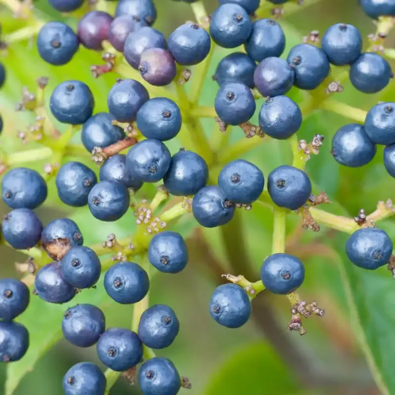 Autumn Jazz Viburnum Deciduous Privacy Hedge Shrub 3