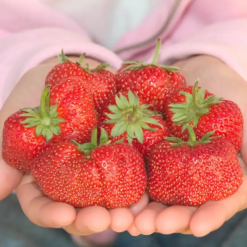 Jewel Junebearing Strawberry Plant - High-Yield Fruit Bearing Variety