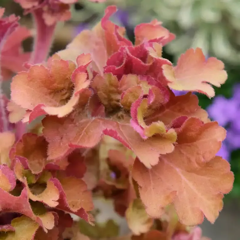 Frilly Coral Bells Ornamental Perennial Plant