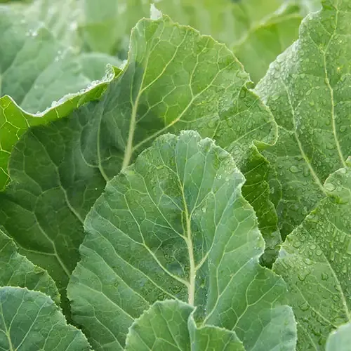 Top Bunch Hybrid Collards Seeds for Garden Planting