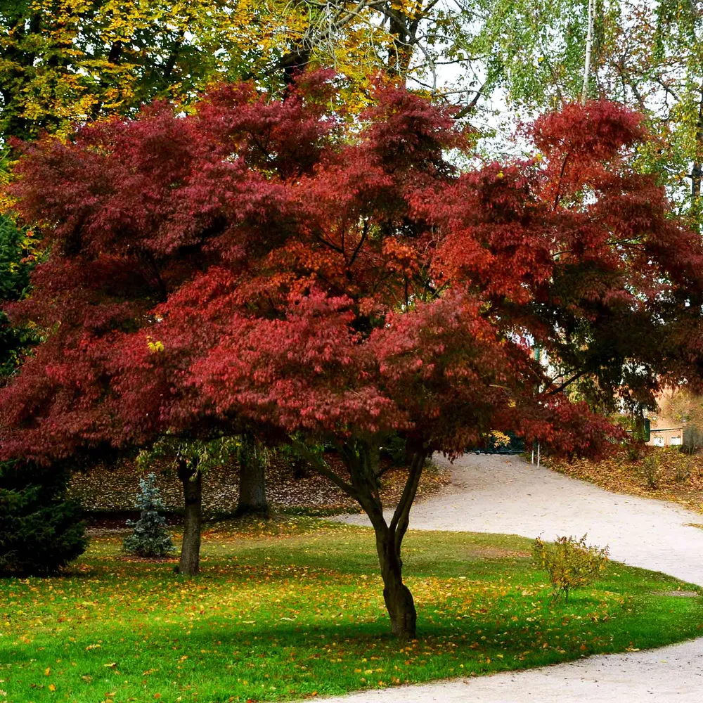 Bloodgood Japanese Maple (Acer palmatum 'Bloodgood') Ornamental Deciduous Tree 2