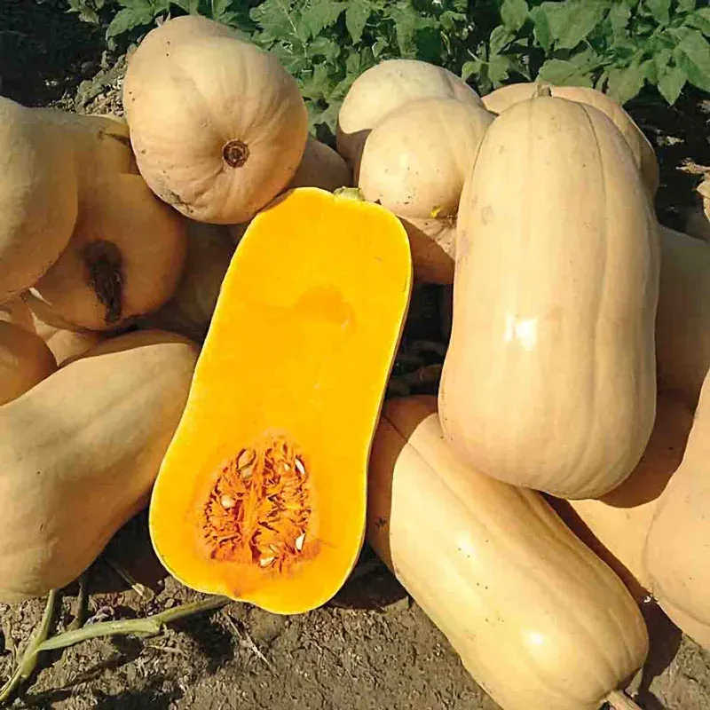 Gurney’s Giant Butternut Winter Squash Heirloom Vegetable Seeds