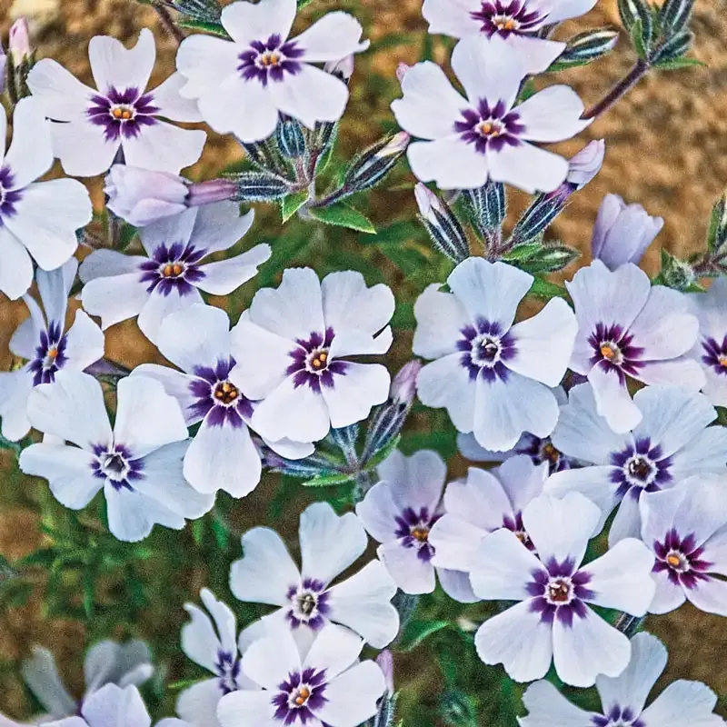 Emerald Blue Creeping Phlox Perennial Ground Cover Plant 1