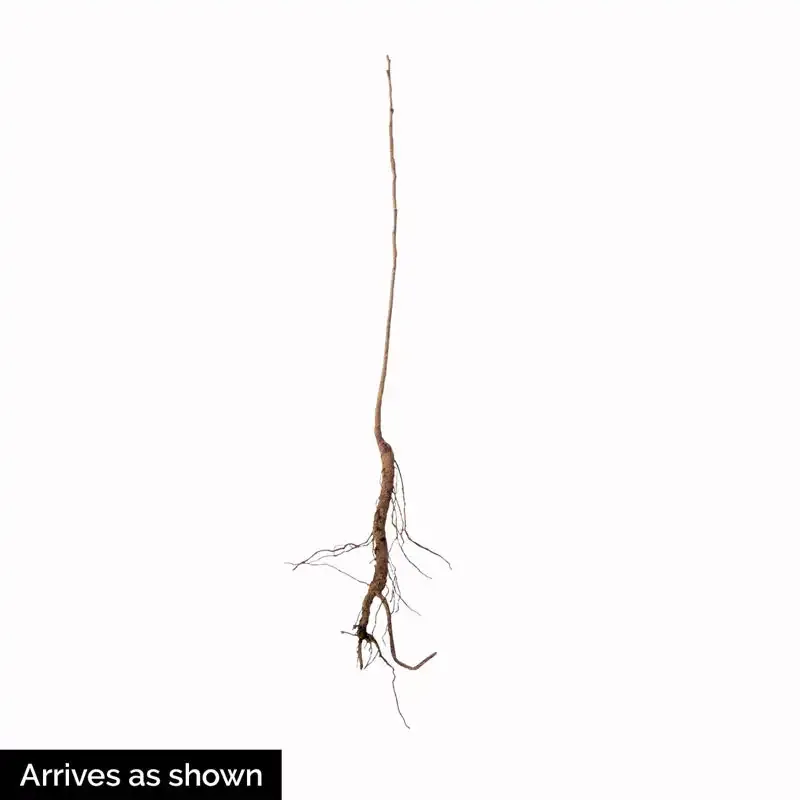 Hardy Pecan Tree - Cold-Tolerant Deciduous Nut-Bearing Tree 1