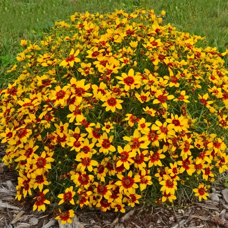 Curry Up Tickseed (Coreopsis) Perennial Flowering Plant 2