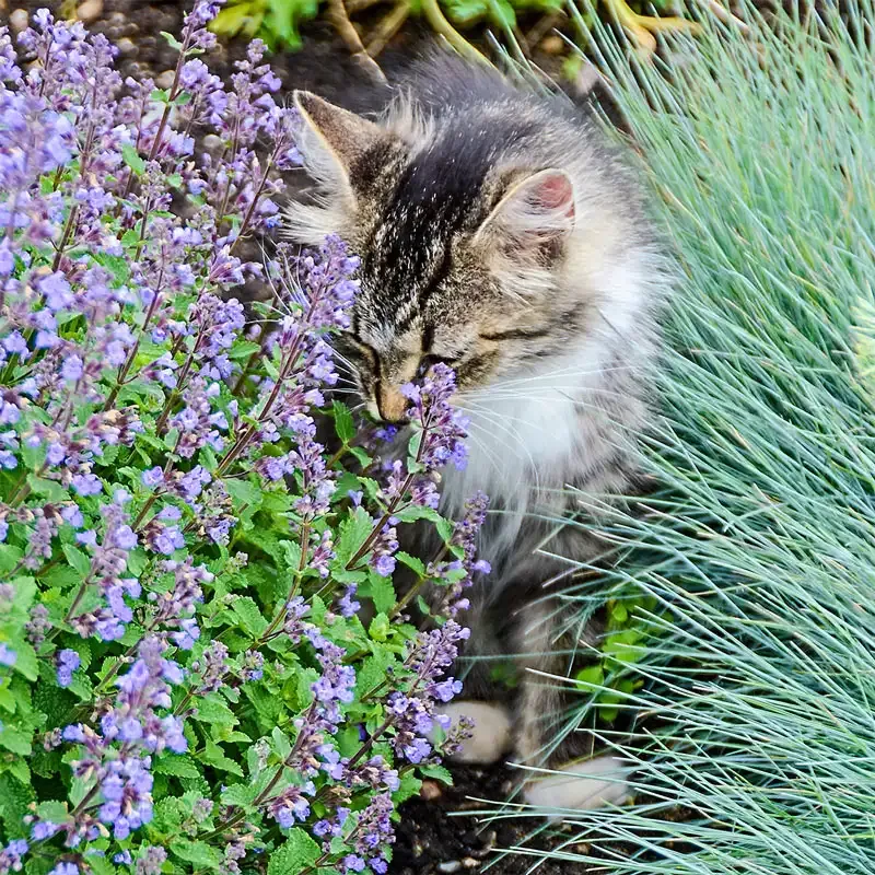 Purrsian Blue Catmint Perennial Herb Plant 2