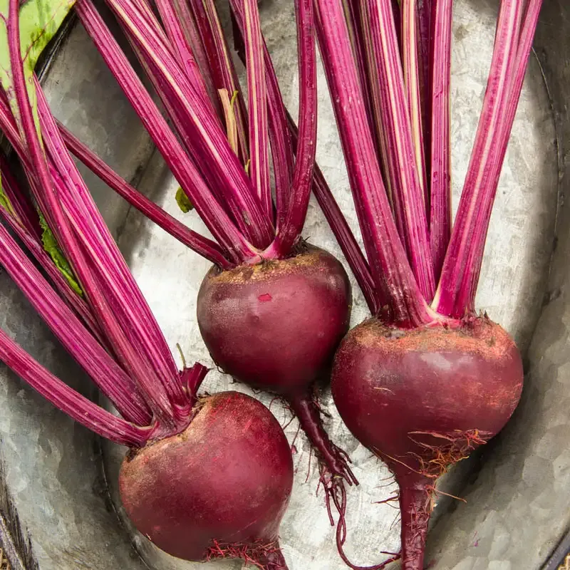Bohan Hybrid Beet Seeds for Home and Commercial Gardening
