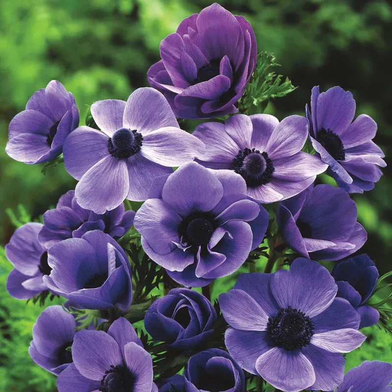 Bee and Butterfly Garden Collection - Pollinator-Friendly Flower Seed Mix 4