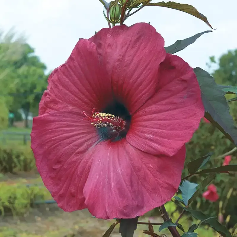 Big Red Hibiscus Tropical Flowering Shrub
