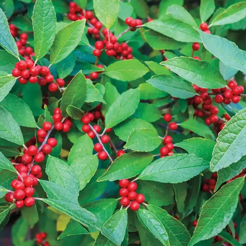 Winter Red Winterberry Pair - Decorative Artificial Floral Stems