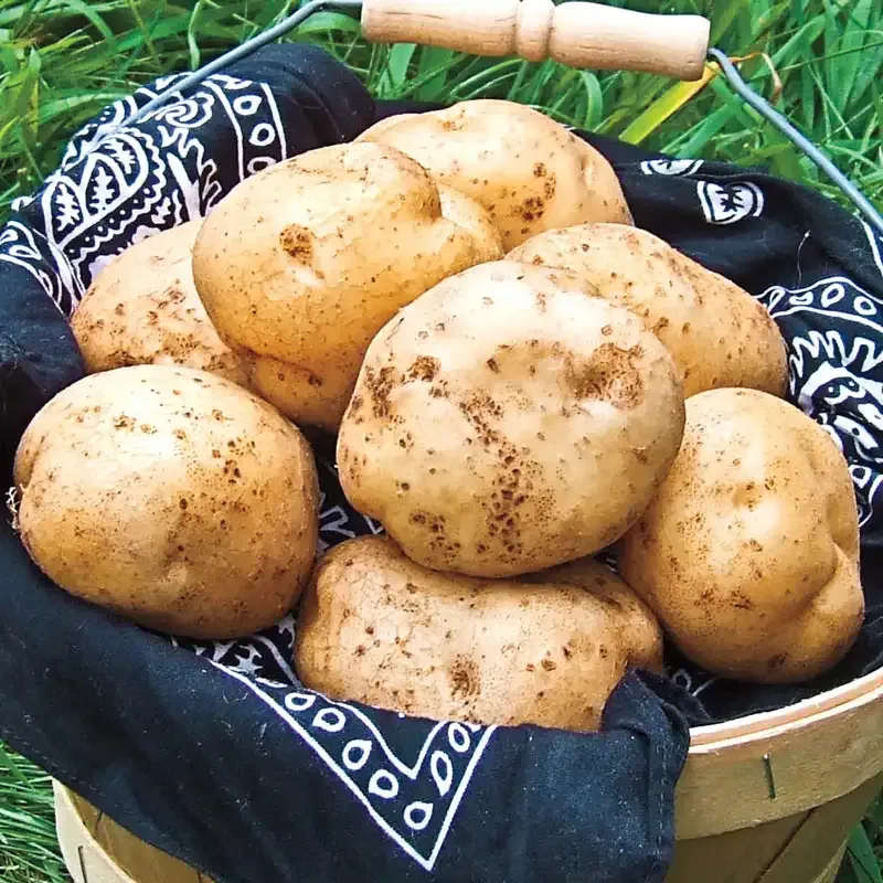 German Butterball Heirloom Potato - Yellow Flesh Culinary Variety
