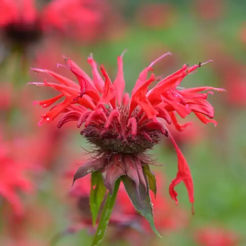 Gardenview Scarlet Bee Balm Monarda Didyma Perennial Flowering Plant 1