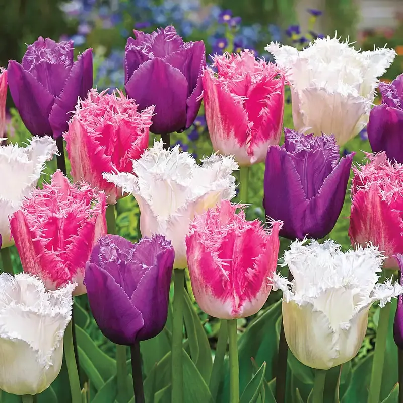 Ice Crystal Tulip Trio Decorative Glass Floral Set