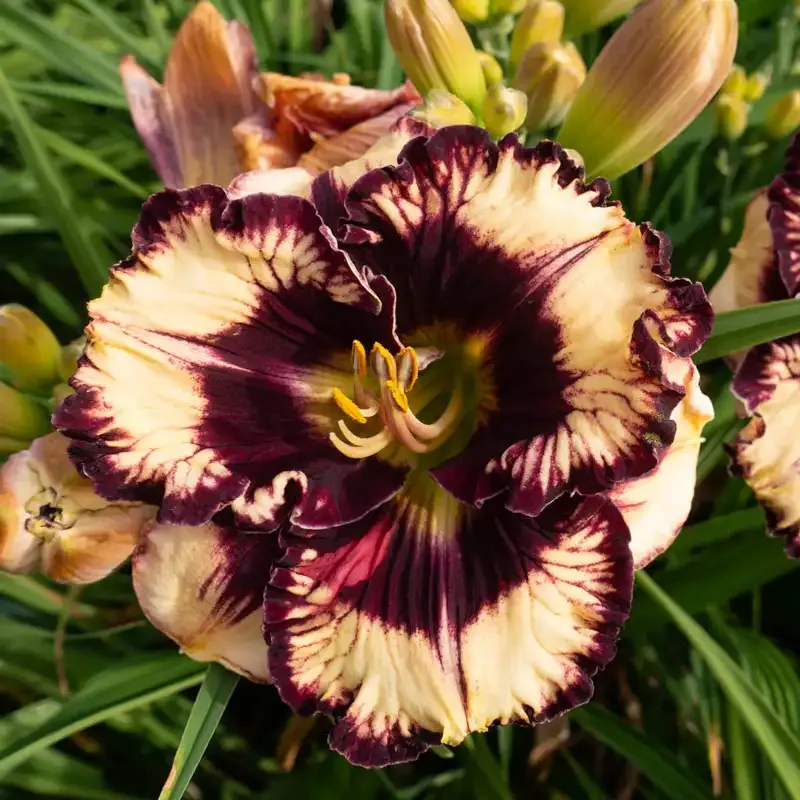 Moussaka Daylily Perennial Flowering Plant 4