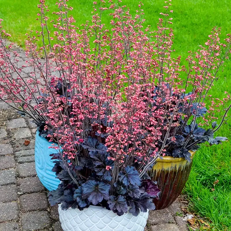 Timeless Night Heuchera Deep Purple Ornamental Perennial 2