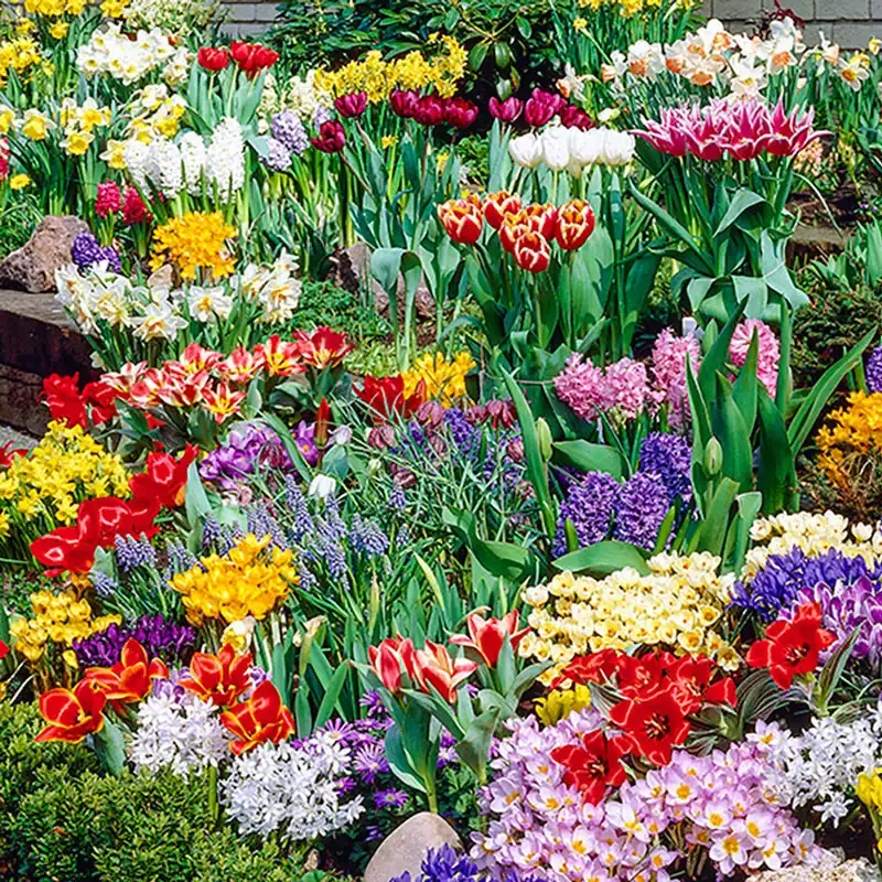 Spring Bulb Garden Collection - Assorted Seasonal Flowering Bulbs