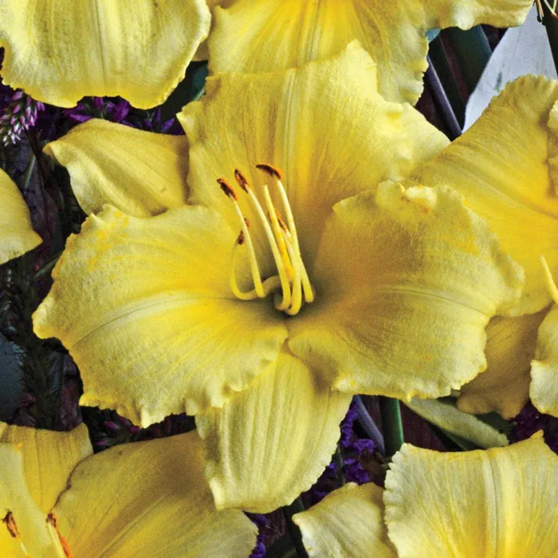 Stella-Bration Daylily Collection - Hardy Perennial Garden Plants