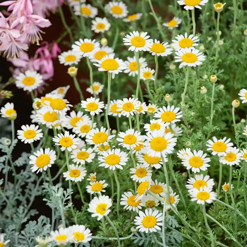 German Chamomile Live Plant - Matricaria Chamomilla Herb