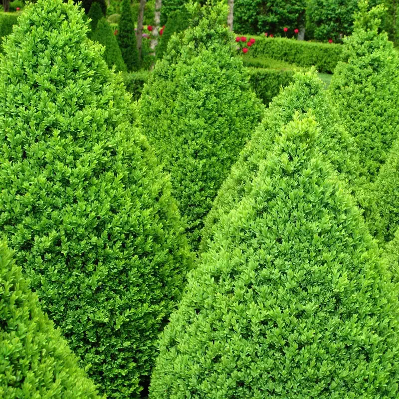 Green Mountain Boxwood Hedge - Realistic Artificial Privacy Screen