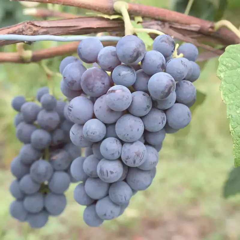 Thomcord Seedless Hybrid Table Grapes