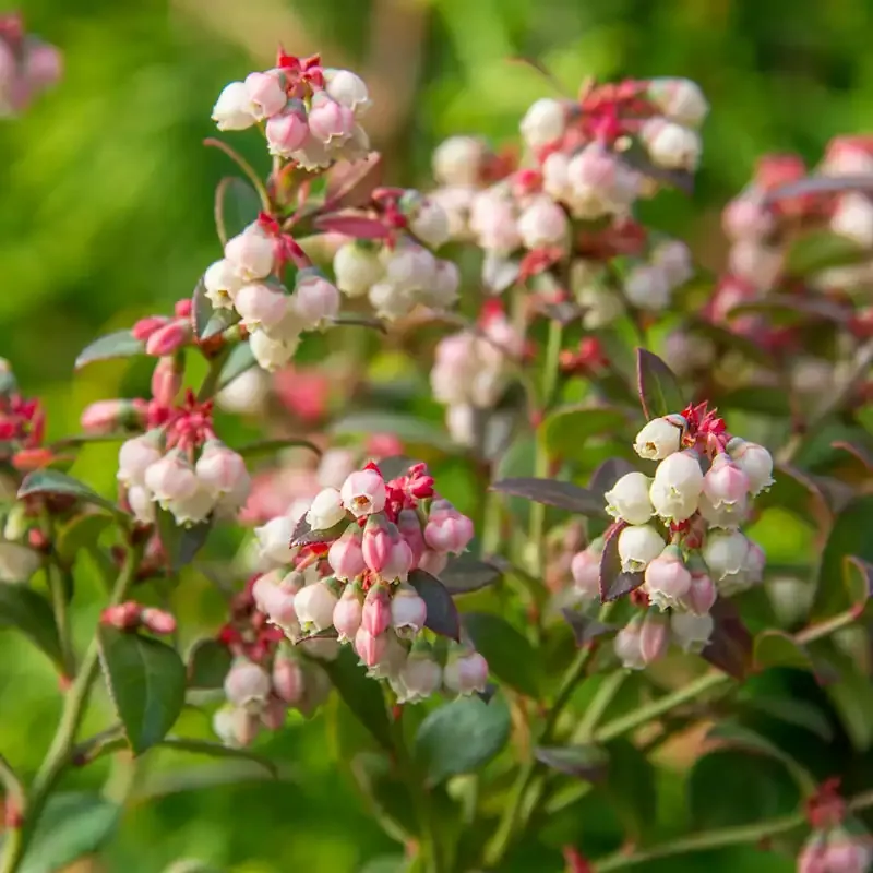 Bluecrop Northern Highbush Blueberry Hedge Shrub 2