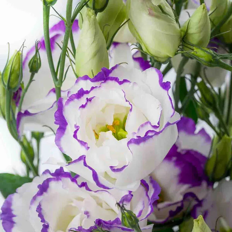 Lisianthus Cessna Blue Picotee III Professional Cut Flower