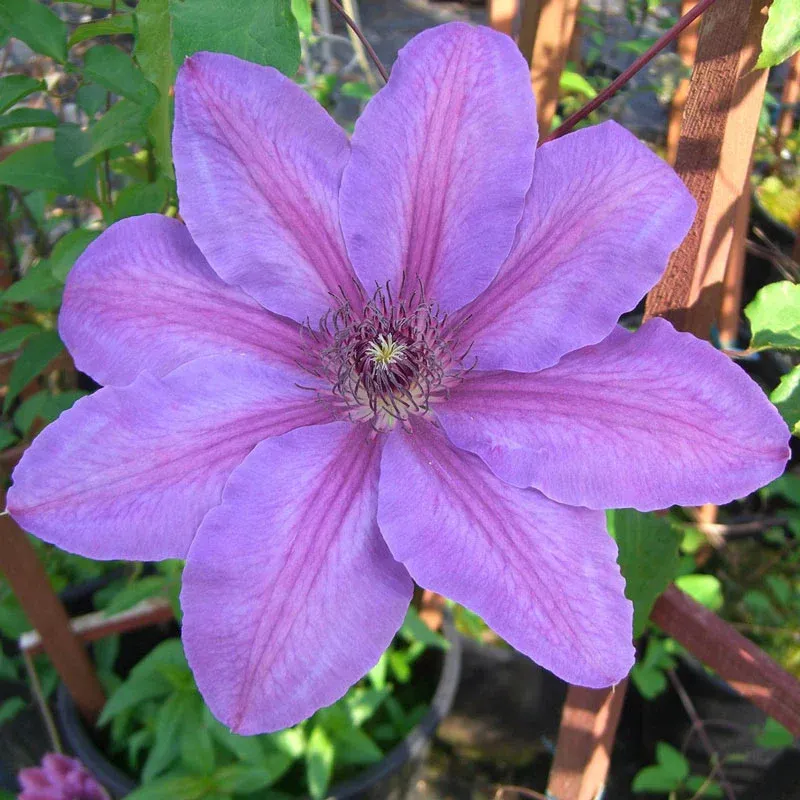 Clematis Horn Of Plenty Large Flowered Climbing Vine