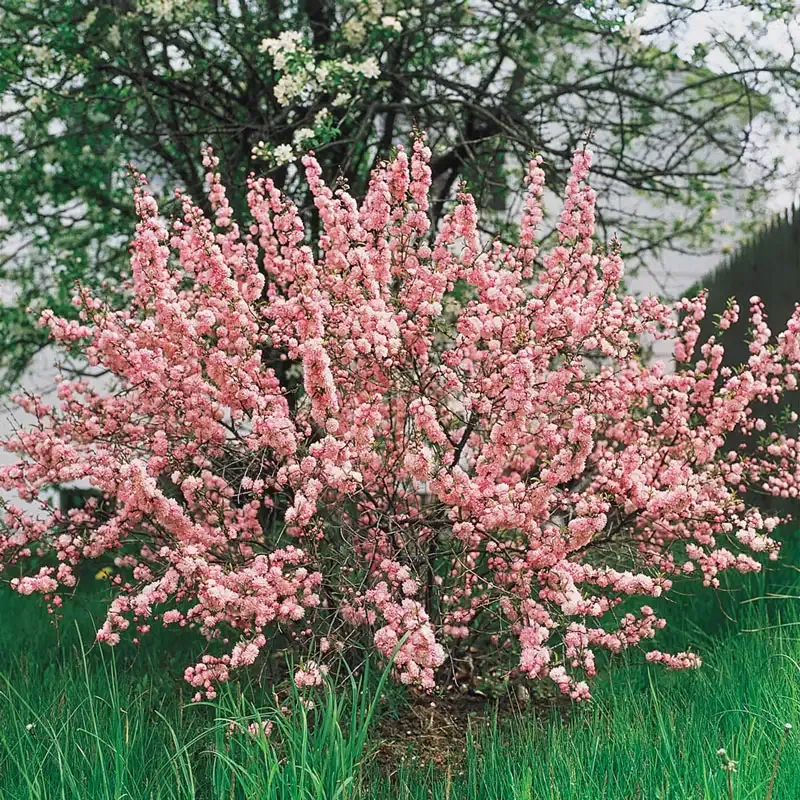 Flowering Almond Hedge Deciduous Shrub for Garden Landscaping