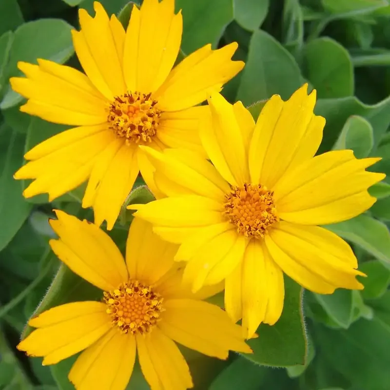 Sunshine Superman Coreopsis Perennial Golden-Yellow Flowering Plant