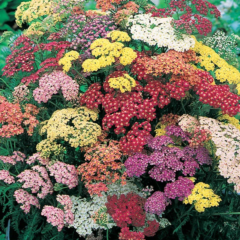 Summer Pastels Yarrow Bundle - Dried Floral Arrangement