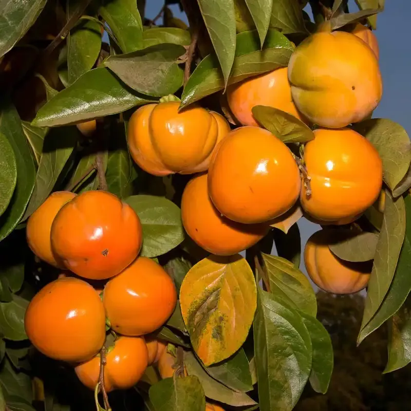 Fuyu Gosho Persimmon Tree - Non-Astringent Fruit Bearing Plant