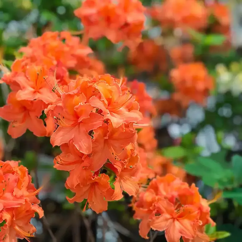 Mandarin Lights Hardy Azalea Deciduous Flowering Shrub