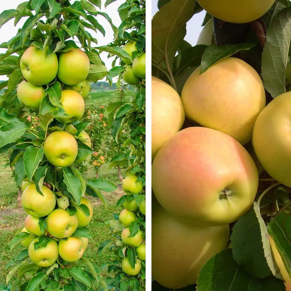 Pollinator Pack: Tangy Green and Golden Treat Apple Tree Set