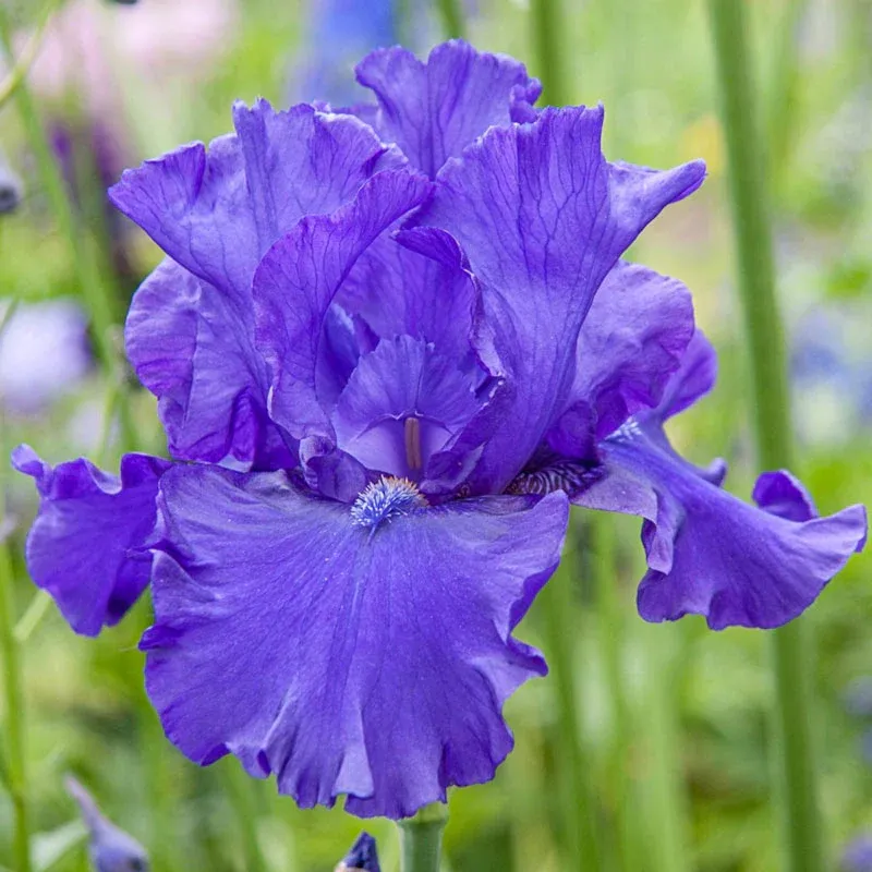Iris Floral Collection Decorative Botanical Art Piece 2