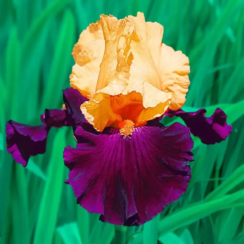 Idol Bearded Iris Perennial Rhizomes for Garden Landscaping
